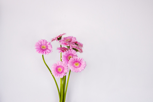 Close up of pink gerbera cut flowers with long green stem. Spring bouquet. Transvaal daisies. Purple daisy flower isolated on the white wall background. Side view. Copy Space. Selective focus