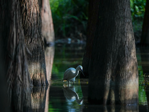 egret in the Wetland Park