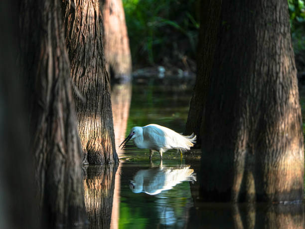 istock egret in the Wetland Park 2149099110