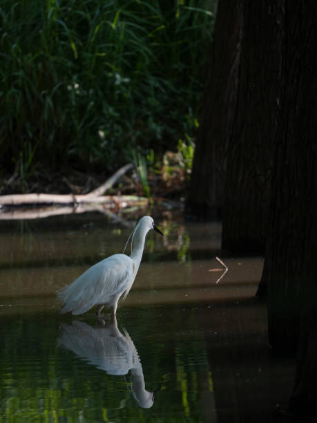 istock egret in the Wetland Park 2149099287
