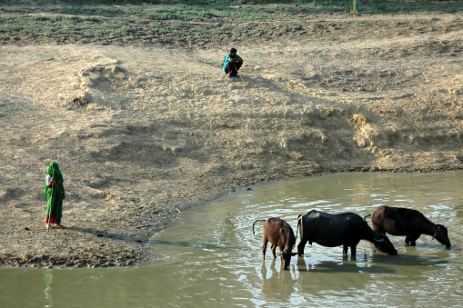 Uttar Pradesh, India - March 06, 2006: Cows bathing in the Yamuna river