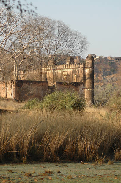istock Forest and old hunting palace in Ranthambore, Rajasthan, India 2149099548