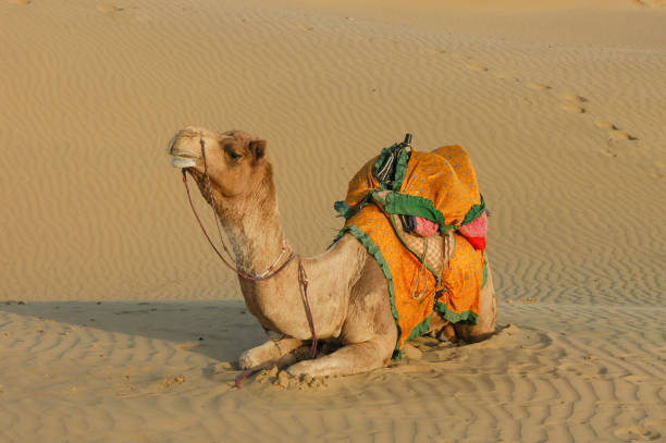 istock Camel in the Rajasthan desert in India 2149099575