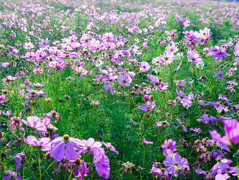 Cosmos flower field blooming in spring.