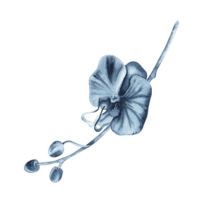 Blue orchid flower on stem watercolor plant. Hand drawn illustration isolated on white background. Indigo monochrome floral painting for fashion, beauty products, tattoos, dress patterns, card designs