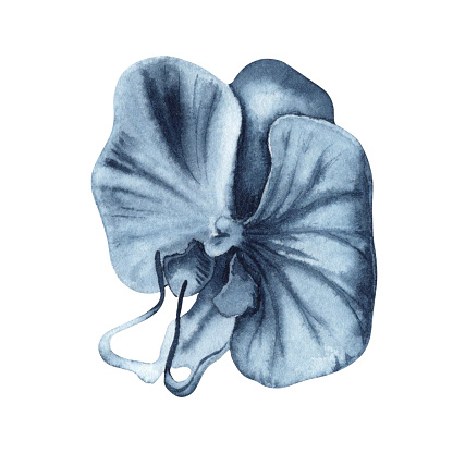 Blue orchid flower watercolor painting. Hand drawn illustration isolated on white background. Indigo monochrome floral element for fashion, beauty products, tattoos, dress patterns, botanical designs