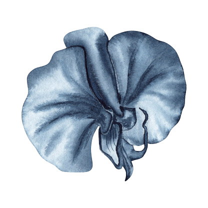 Blue orchid flower watercolor painting. Hand drawn illustration isolated on white background. Indigo monochrome floral element for fashion, beauty products, tattoos, dress patterns, plant card designs