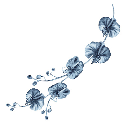 Blue orchid flowers branch with buds. Watercolor hand drawn illustration isolated on white background. Indigo monochrome floral painting for fashion designs, prints, patterns, tattoos, floral cards