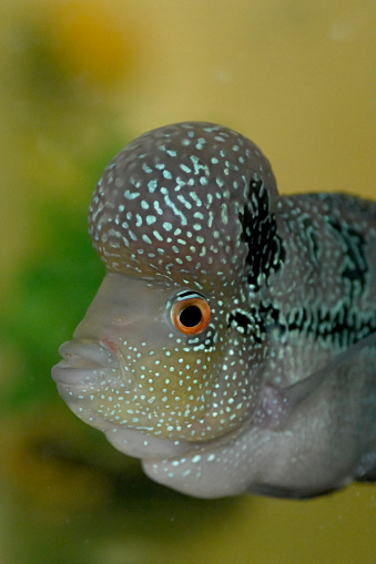 Beautiful Firehead Cichlid (Cichlasoma Synspilum, Vieja Synspilum) in aquarium with big head.