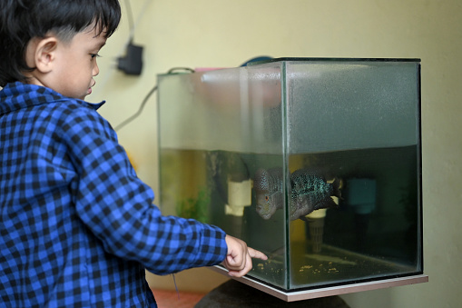 Children looking at fire-headed cichlid fish (cichlasoma synspilum, vieja synspilum) in aquarium