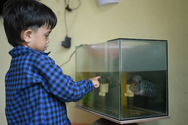 Children looking at fire-headed cichlid fish (cichlasoma synspilum, vieja synspilum) in aquarium