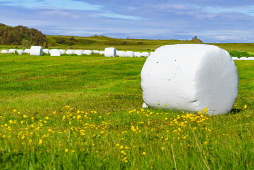 Agricultural view with straw packages on field. Cereal bale of hay wrapped in plastic white foil. Summer in norwegian country, Lofoten