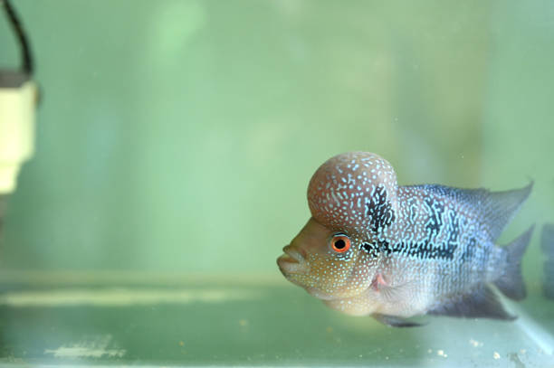 istock Beautiful Firehead Cichlid (Cichlasoma Synspilum, Vieja Synspilum) in aquarium with big head. 2149100704