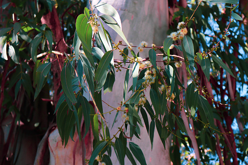 Eucalyptus is a tall tree with silvery leaves known for its refreshing aroma and healing properties.