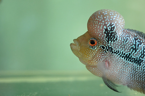 Beautiful Firehead Cichlid (Cichlasoma Synspilum, Vieja Synspilum) in aquarium with big head.