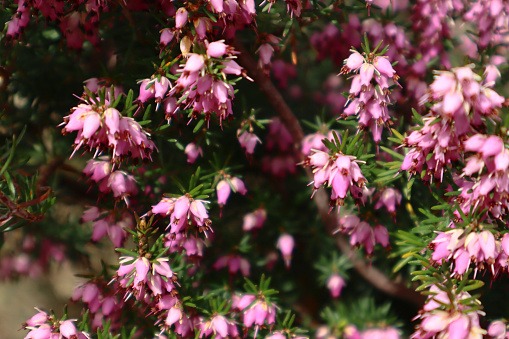 Generally known as heaths and heathers, ericas are usually small evergreen shrubs that bloom over a long period, with masses of tiny flowers in shades of purple, mauve, pink, red or white.