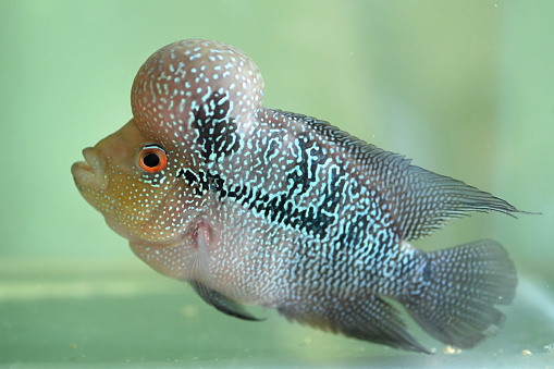 Pompadour small fish swimming in aquarium. Red Symphysodon discus swims in fishtank, side view