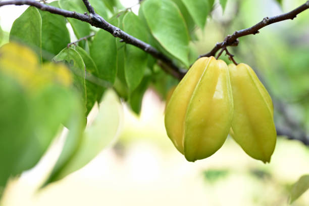 Starfruit or Carambola fruit