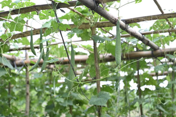 istock Luffa acutangula, fresh Cucurbitaceae green vegetables in hanging garden 2149101882