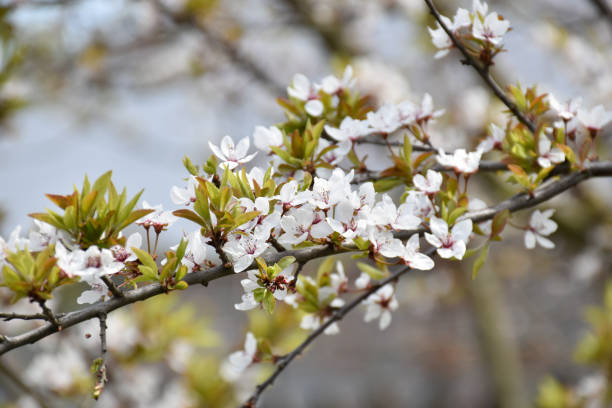 istock Plum blossoms, white flowers, blooming flowering tree. 2149102227