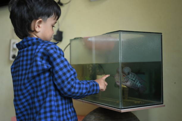 Children looking at fire-headed cichlid fish (cichlasoma synspilum, vieja synspilum) in aquarium