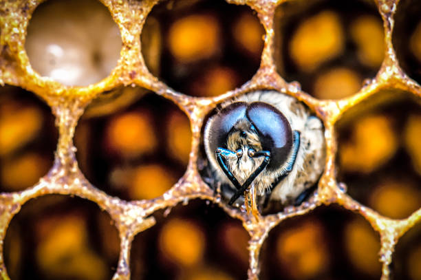 Natural honeycomb containing nectar is what humans want to make medicine, mix cosmetics and make sweets.