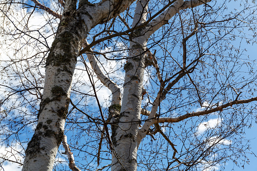 Birch trees in the springtime with buds against a blue sky with puffy white clouds.