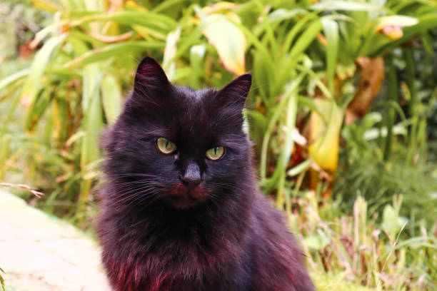 istock Street black cat sits on a background of grass. 2149103591