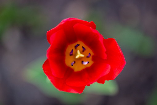 Original strain / progenitor of various tulip flowers.