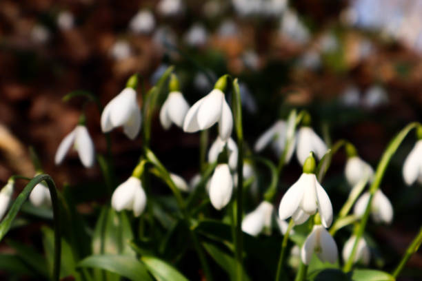 Snowdrops are the first flowers of spring, usually peeking out of the snow, but in the photo the snow has already melted. Macro photo.