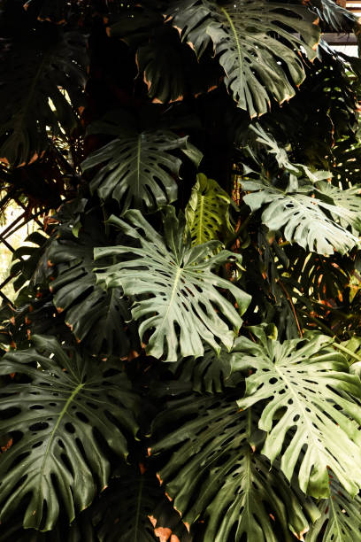 istock Monstera in the garden. Plant wall. 2149103971