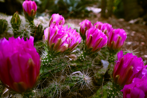 Pink cactus flowers are distinguished by tenderness and grace, as if precious precious crystals bloom on thorny shoots, giving the cactus a special, sophisticated look.