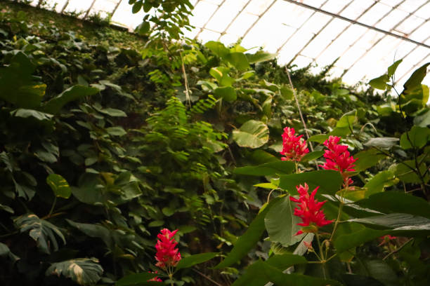 Tropical vegetation inside the greenhouses of the Jardin Botanico de Bogotá : Botanical Garden of Bogota, Colombia.