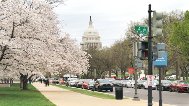 Cherry trees in Bloom around the Capitol building in Washington DC