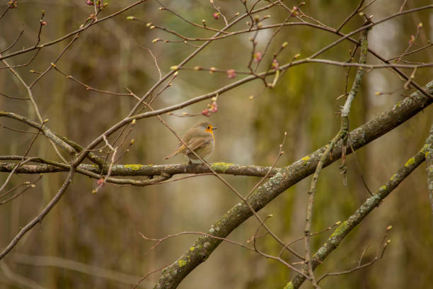 a robin sitting on a branch of a tree and waiting for warm weather