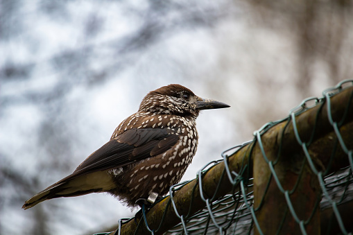 Bird nutcracker with ring close up. Sitting on fence