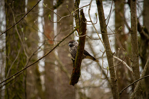 Bird nutcracker close up sitting on a branch