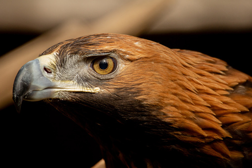 The head of an eagle in turn. Head of the bird of prey golden eagle bottom view. Beak and eyes