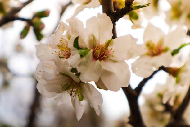 The White Pear Flower is a real miracle of nature that can charm with its elegance and unique charm. No less impressive is the aroma of pear blossom. Its delicate, slightly sweet scent fills the air with freshness and lightness, creating the atmosphere of a spring morning when nature wakes up from its winter sleep.