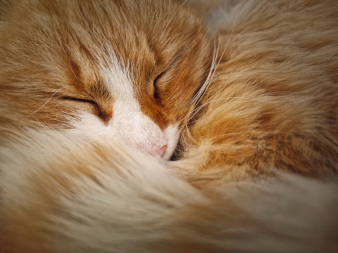 Closeup cute and sleepy orange kitten laying with eyes closed. Ginger cat standing cozy outdoors and falling asleep