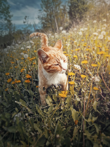 Funny orange cat outdoors on a dandelion meadow smelling flowers. Beautiful summer seasonal background with an adorable ginger pet in the nature