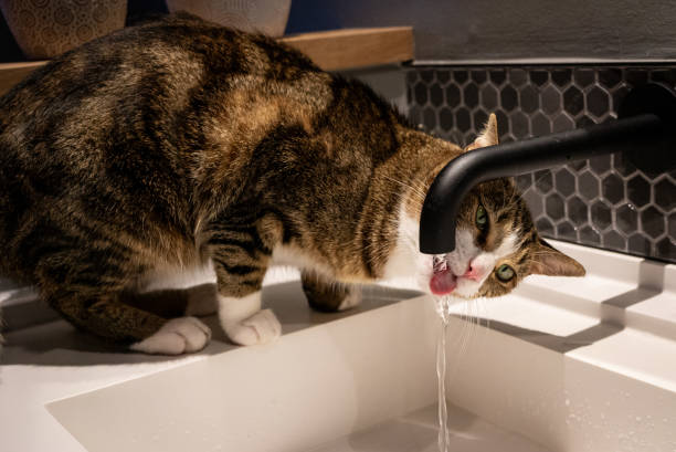 istock My Cat loves to drink from the tap 2149104985