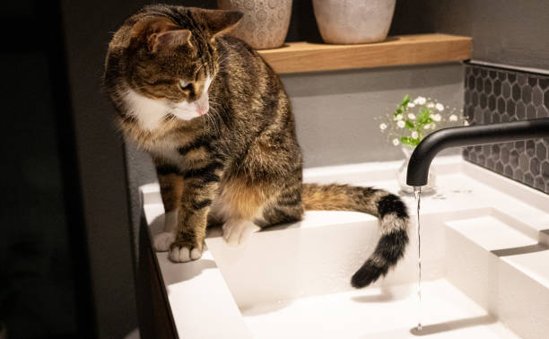 istock Cute Tabby Cat curious about water from a faucet 2149104986