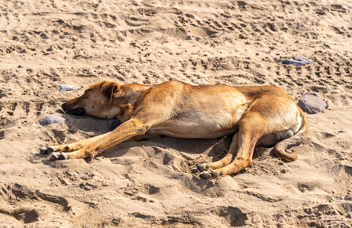 Stray Dogs on Legzira Beach, Dog is Lying on Morocco Coast, Marocco Stray Animals, Africa, Atlantic Ocean Coast