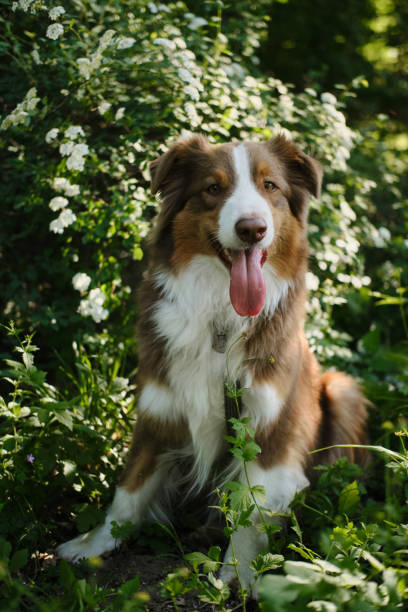 istock A brown Australian Shepherd sits and poses in a spring park next to a spirea bush with white flowers. Beautiful dog aussie red tricolor on a walk with a happy face 2149105374