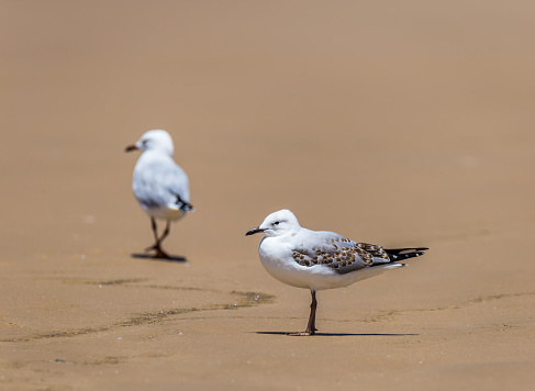 Silver Gulls Standing on Sand Beach of Stockton Beach, New South Wales, Australia.