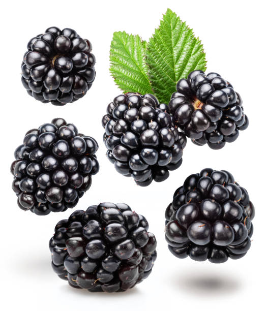 istock Blackberries and blackberries leaves levitating in air on white background. . 2149106717