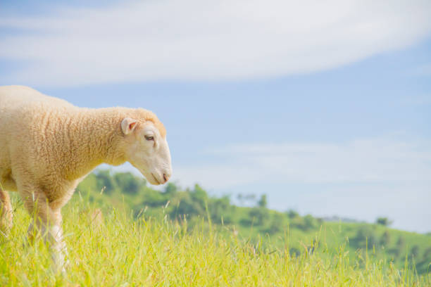 istock The sheeps that were eating green grass 2149106751