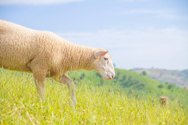 istock The sheeps that were eating green grass 2149106767