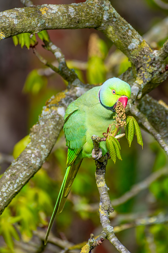 Kew Gardens, London, United Kingdom: A ring necked parakeet sitting in a tree while eating.
